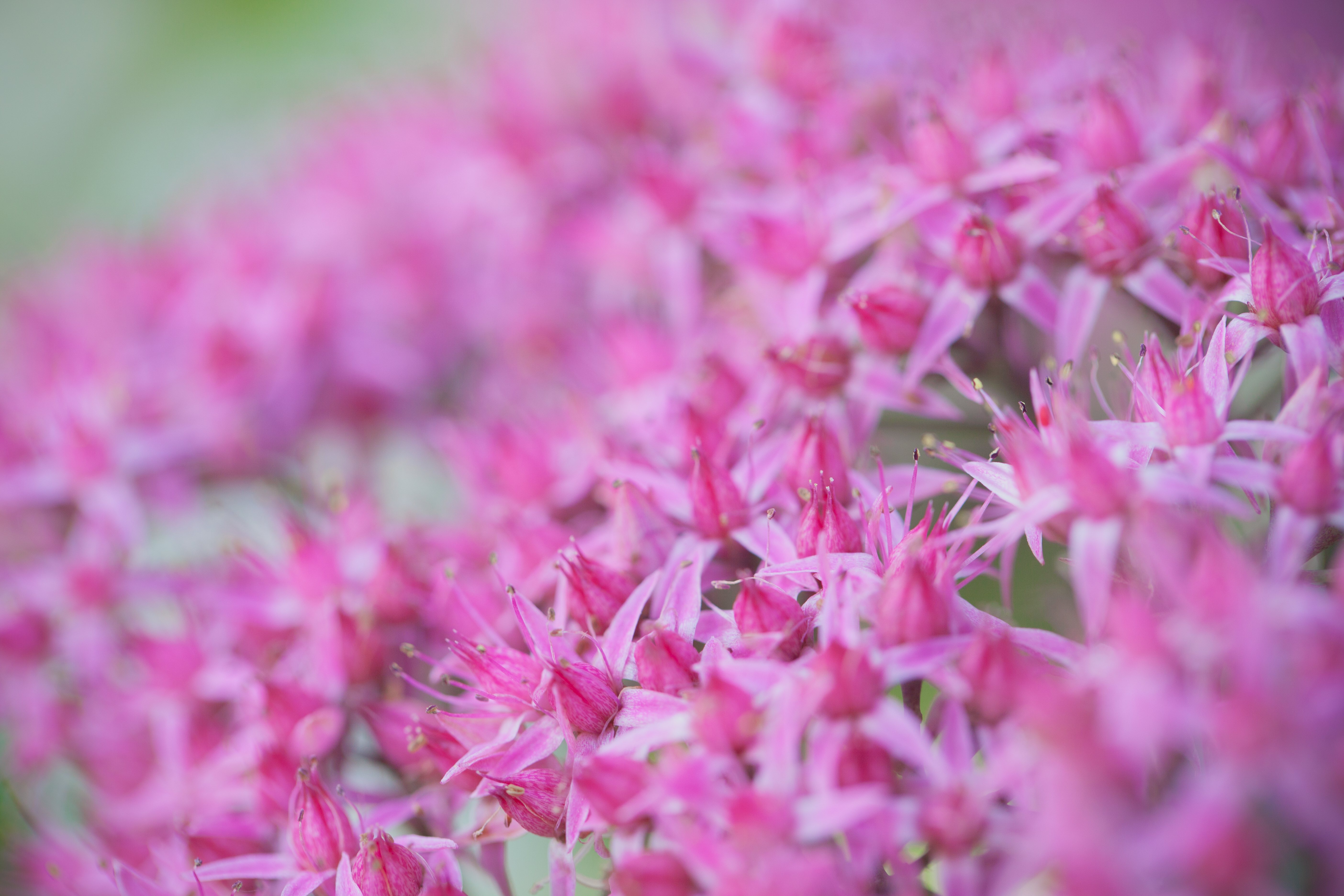 Close-up of pink creeping thyme flowers blanketing a patio edge